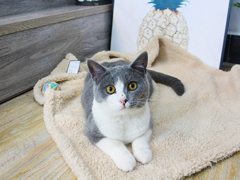 Katt ligger på beige plyschmatta framför en säng