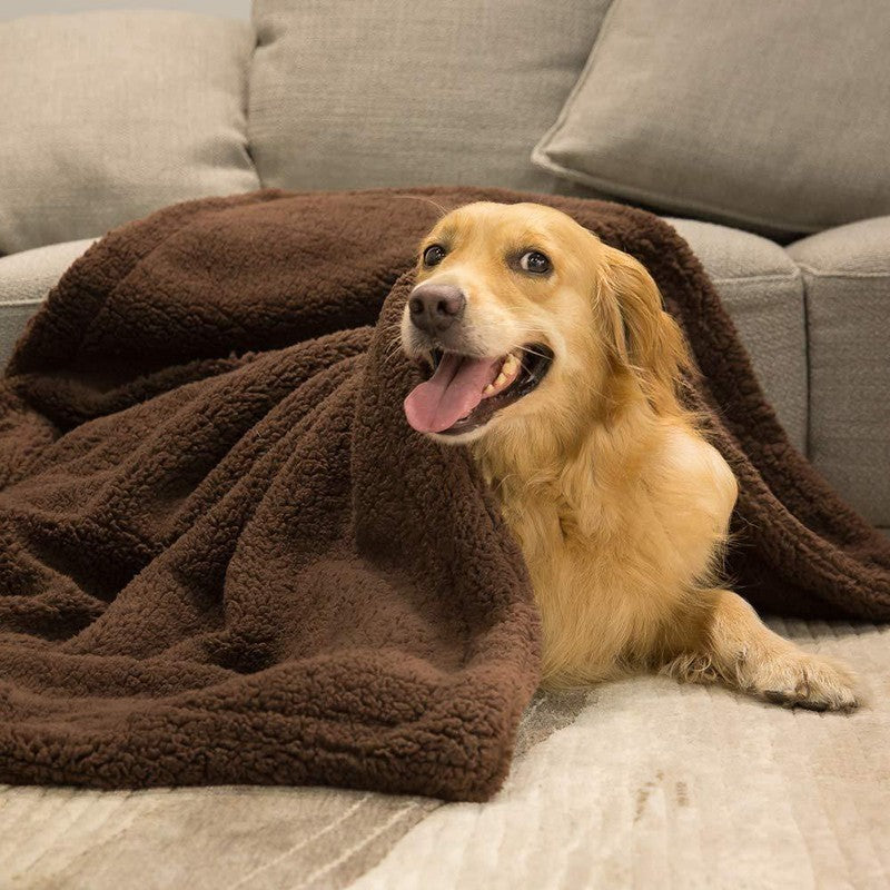 Golden retriever ligger på brun plyschmatta i soffan