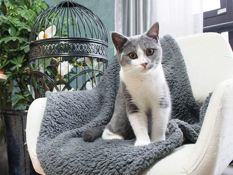 Katt sitter på grå plyschmatta i en korgstol