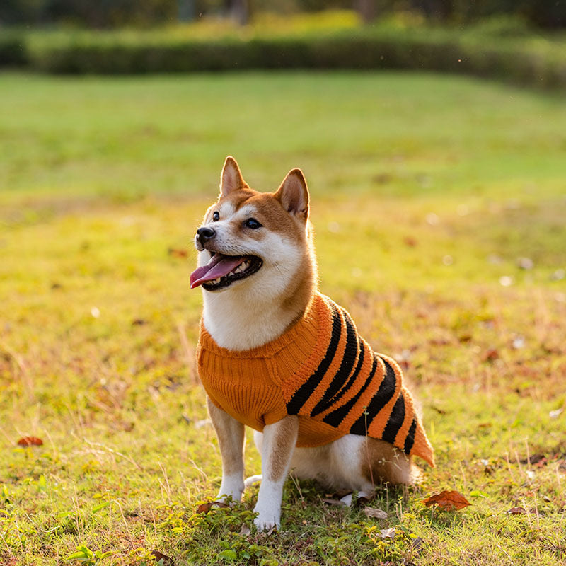 Halloweentröja för hund i svart jacquard