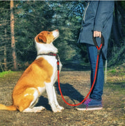 Hundkoppel med reflex