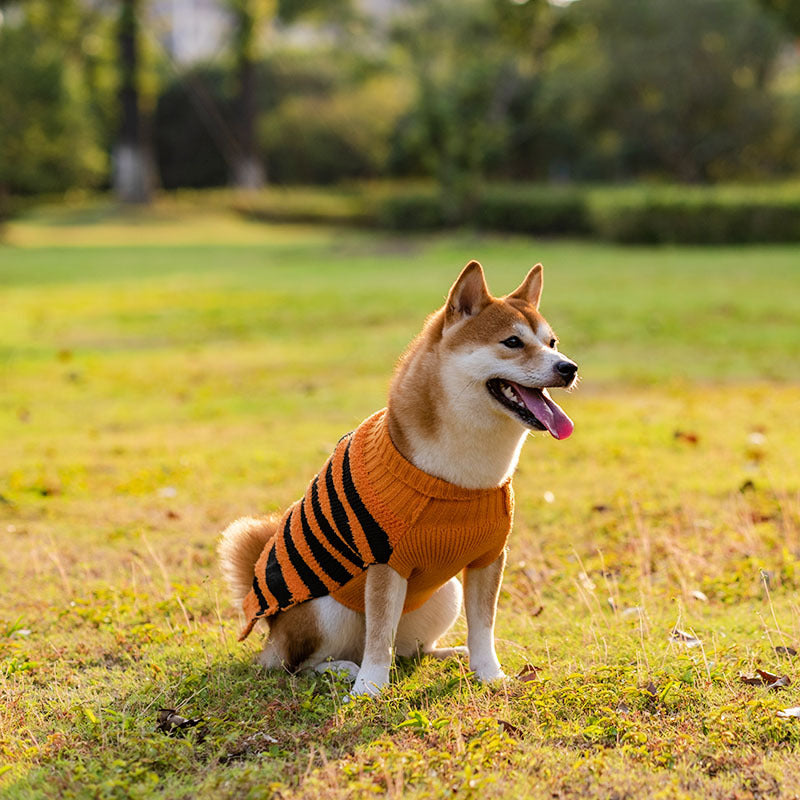 Halloweentröja för hund i svart med broderi