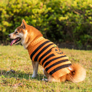 Halloweentröja för hund i orange