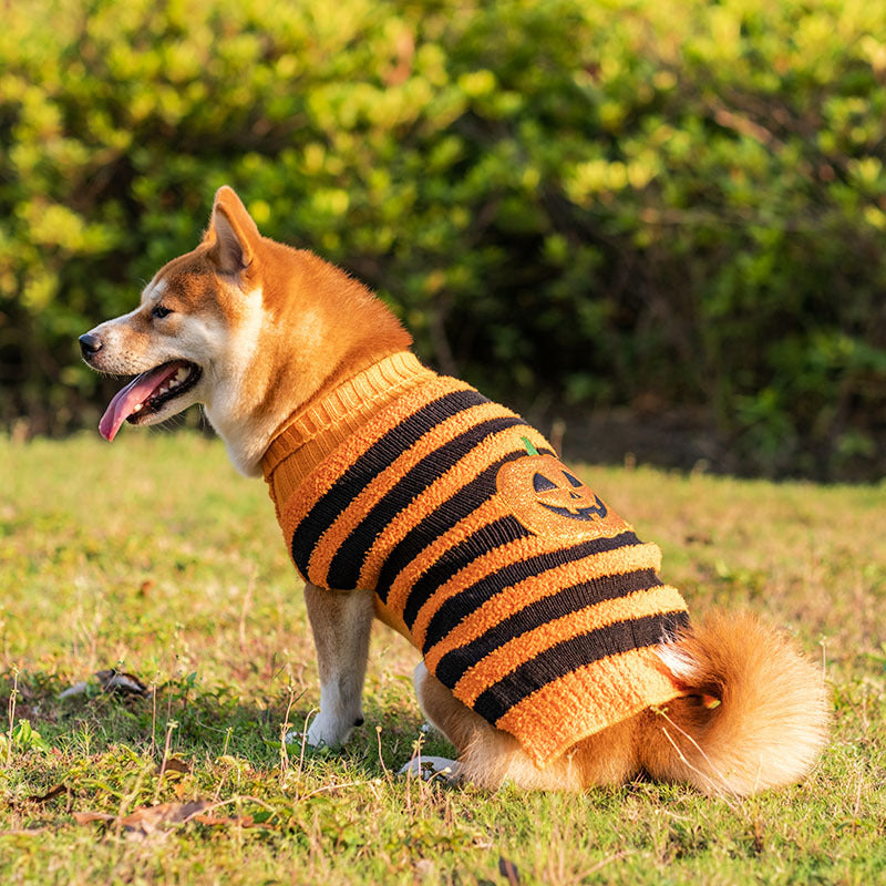 Halloweentröja för hund i orange