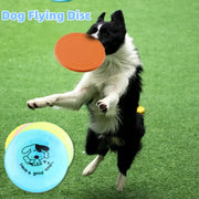 Frisbee för hund